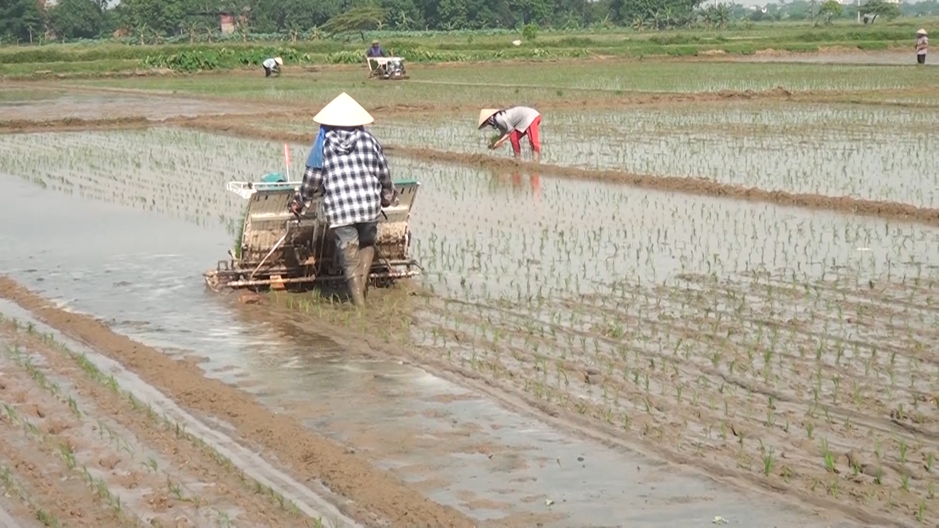 Nông dân Kim Bảng tập trung gieo cấy lúa mùa.jpg